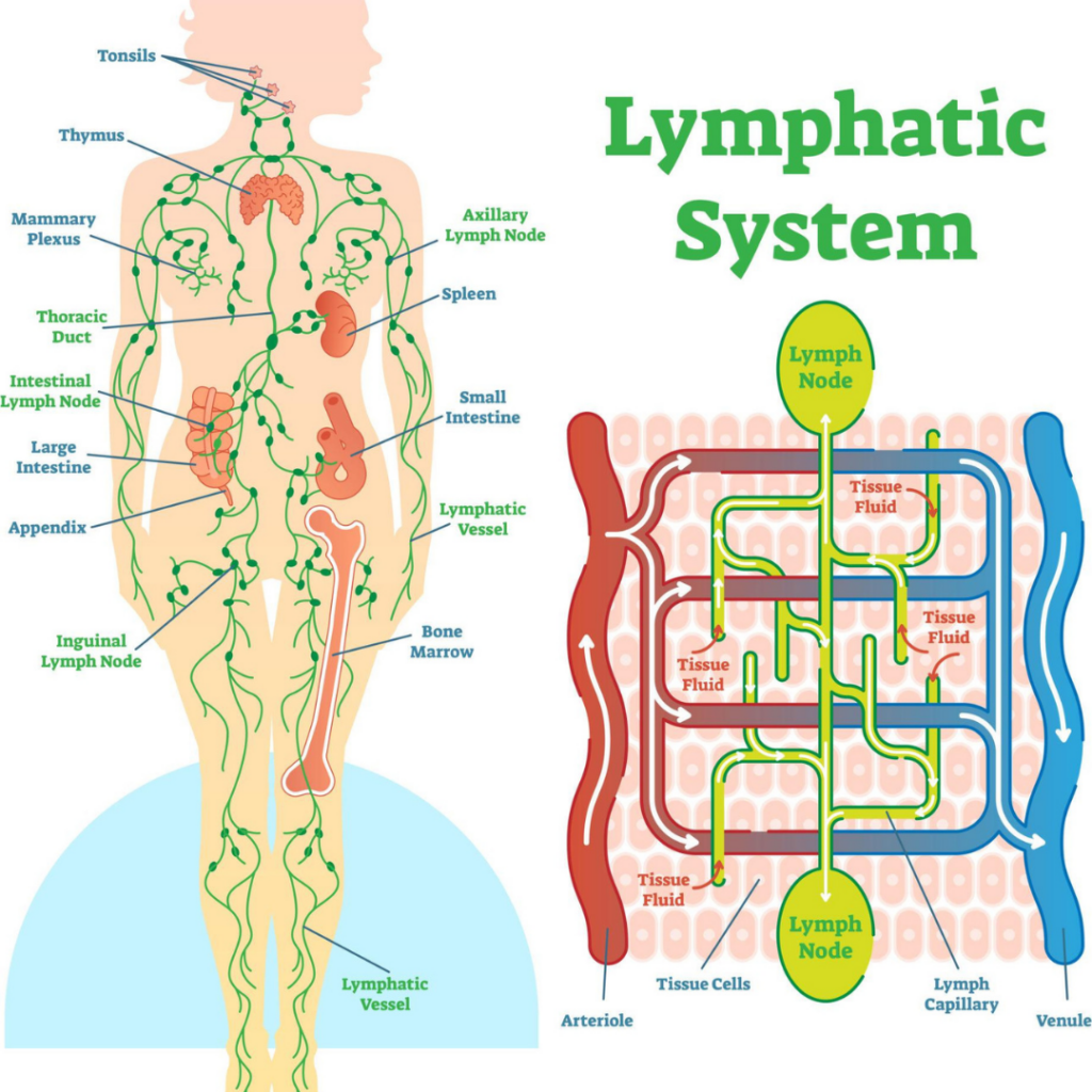 The Korean Lymphatic Massage Technique